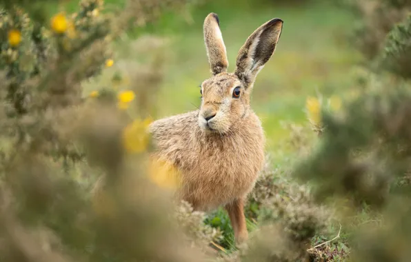 Picture grass, look, flowers, nature, grey, background, glade, hare, portrait, blur, face, sitting, Bunny, the bushes