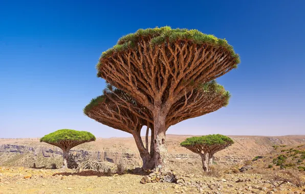 Picture nature, Yemen, Dragon Blood Tree