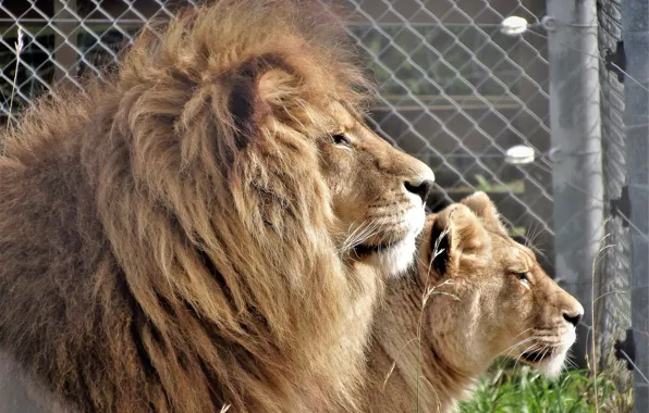 Picture Leo, pair, lioness