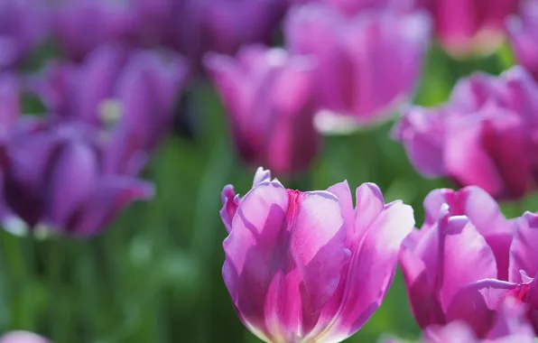 Picture light, spring, tulips, pink, buds, bokeh