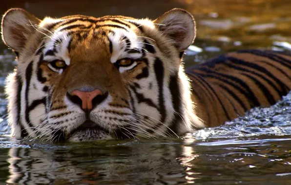 Picture look, face, water, tiger, swim, wild cat
