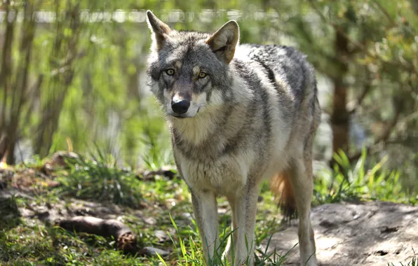 Picture look, face, light, nature, grey, glade, wolf, bokeh