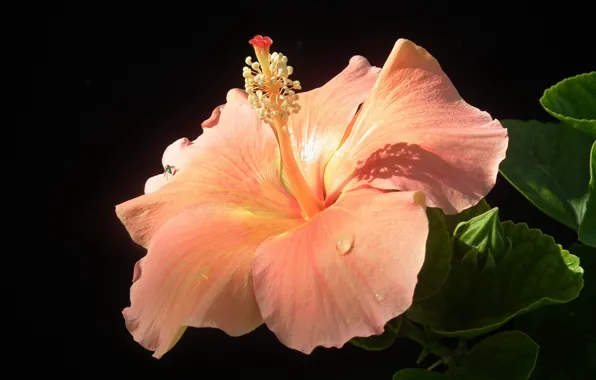 Picture flower, Bud, black background, flower, flora, black background, flora, bud, большой розовый гибискус