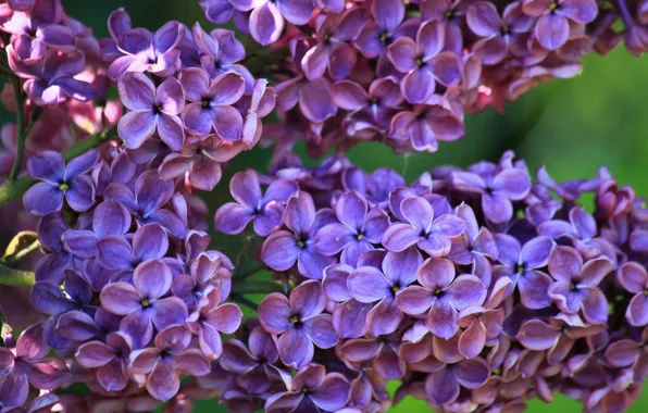 Picture flowers, spring, flowering, lilac, inflorescence, bokeh