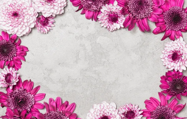Picture flowers, grey, background, frame, Chrysanthemum