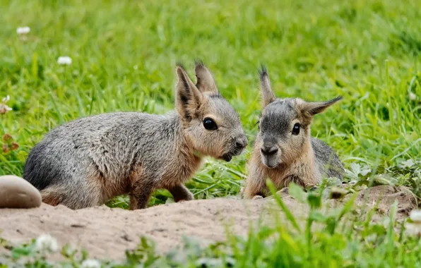Picture grass, a couple, two, rodent, faces, the Patagonian hare, Mara, Patagonian Mara