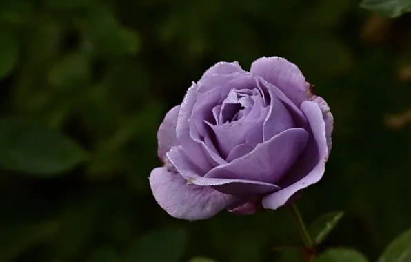 Picture flower, the dark background, rose, Bud, lilac