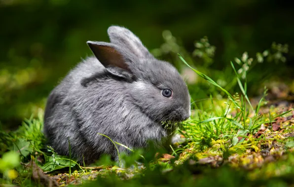Picture greens, summer, grass, look, light, nature, grey, glade, hare, rabbit, face, Bunny, bokeh, rabbit, hare