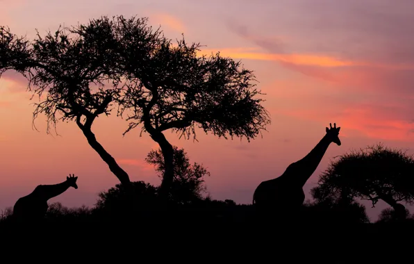 Picture the sky, trees, sunset, night, giraffe, giraffes, silhouettes