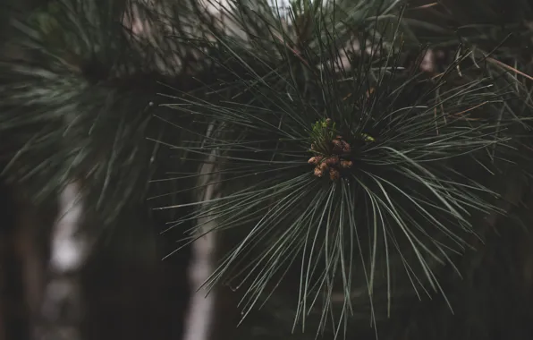 Picture green, nature, tree, pine, pine cone, evergreen