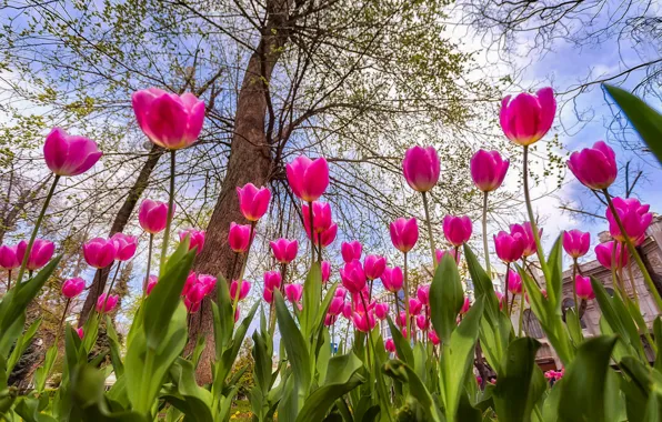 Picture tree, spring, tulips, buds