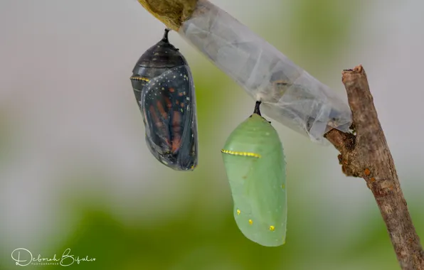 Picture butterfly, sprig, cocoons