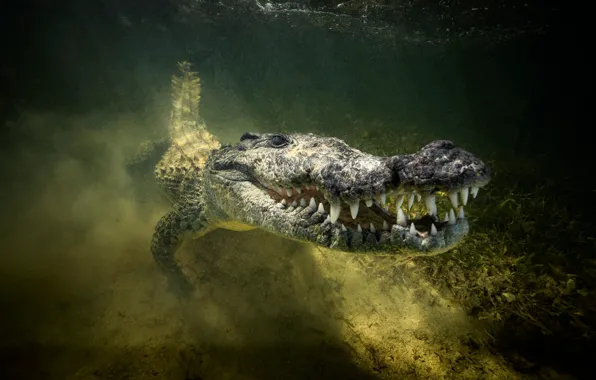 Picture river, crocodile, mouth, swimming