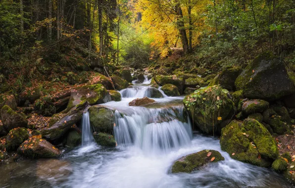 Picture autumn, forest, river, stones, Russia, cascade, Karachay-Cherkessia, River Rozhkoa