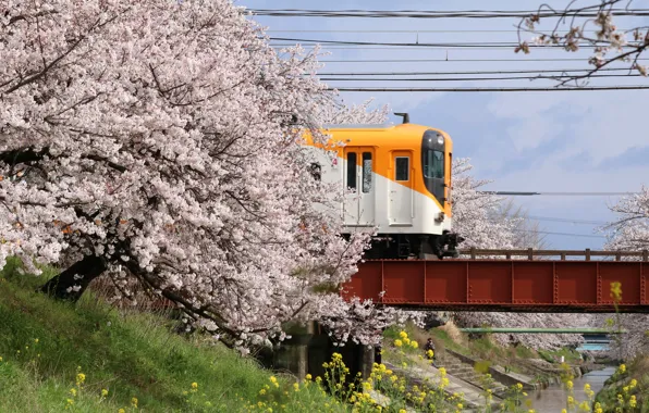 Picture Bridge, Sakura, Japan, Train, Japan, River, Railway station, Railway station, Yamatotakada, Nara Prefecture, Nara Prefecture, …