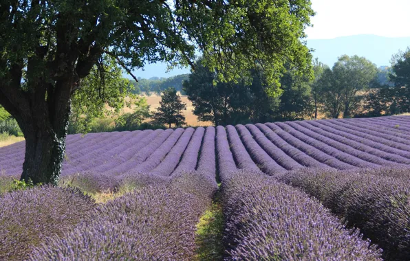 Picture field, France, lavender, Provence, LUBERON