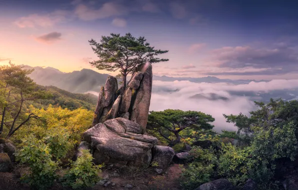 Picture the sky, clouds, mountains, tree, rocks, view, height, haze, pine, South Korea