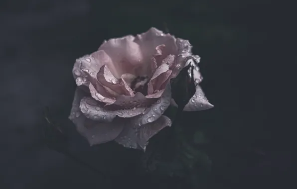 Picture flower, drops, the dark background, pink, rose, Bud