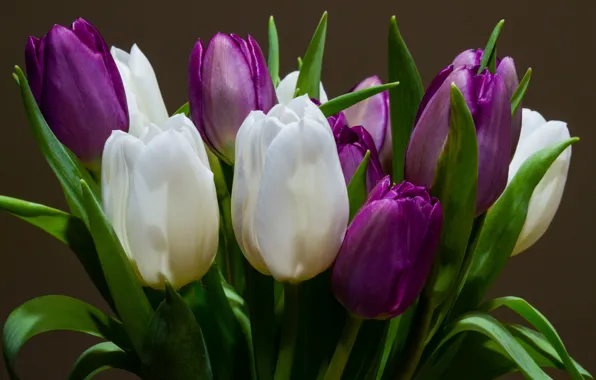 Picture flowers, close-up, background, bouquet, spring, purple, tulips, white, lilac
