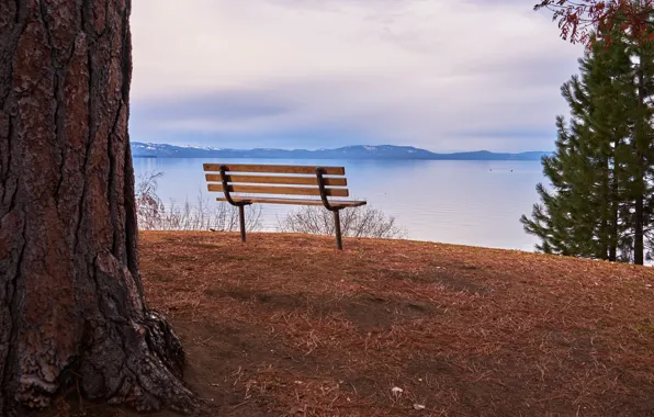 Picture lake, tree, bench