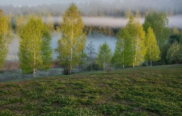 Picture forest, fog, spring, birch, grove, birch