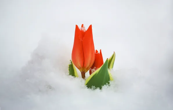 Picture snow, nature, tulips
