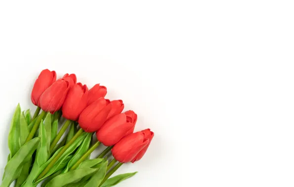 Picture flowers, bouquet, tulips, white background