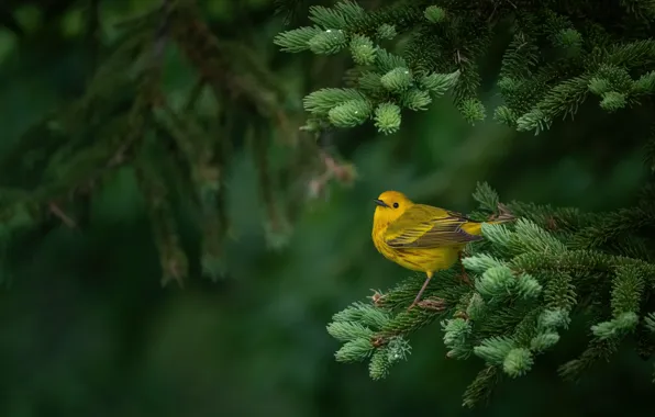 Picture branches, bird, needles, yellow, a woodland songster