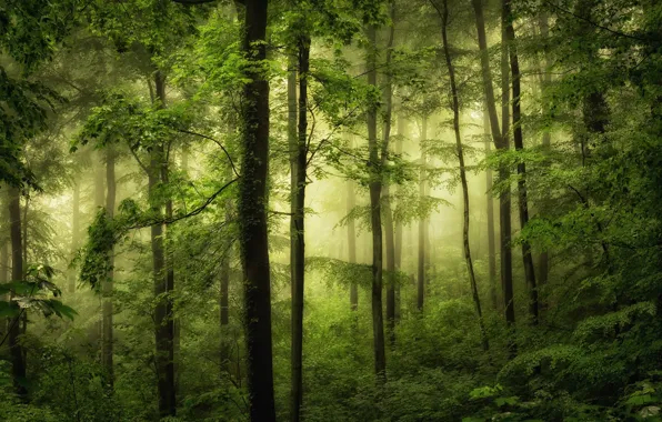 Picture greens, forest, trees, fog, photo
