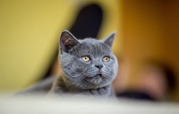 Picture cat, kitty, grey, background, portrait, British, bokeh