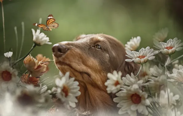 Picture flowers, nature, animal, butterfly, chamomile, dog, head, dog