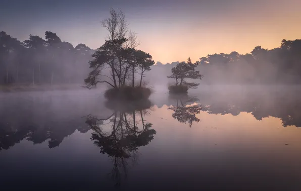 Picture fog, lake, pine