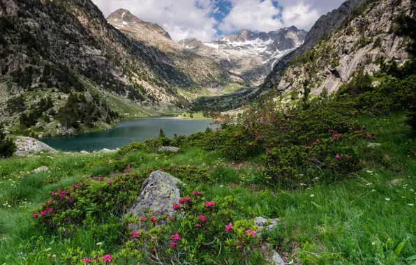 Picture forest, flowers, mountains, nature, lake
