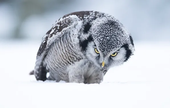 Picture winter, look, snow, nature, owl, bird, the snow, owl