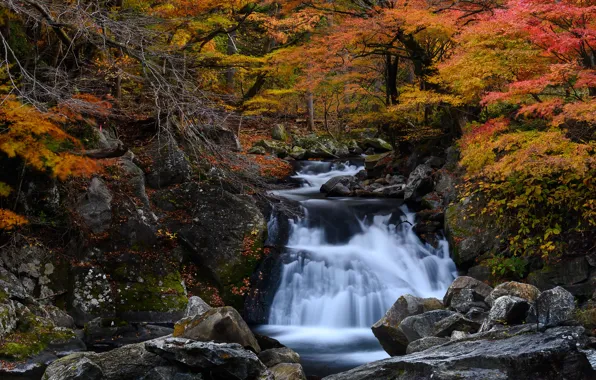 Picture autumn, forest, foliage, waterfall