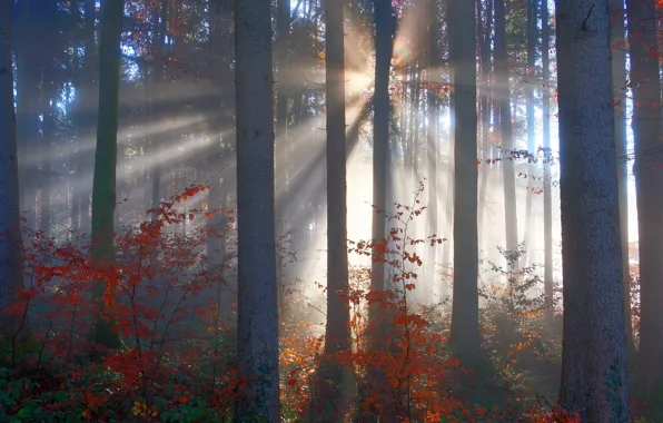 Picture autumn, forest, rays, light, fog