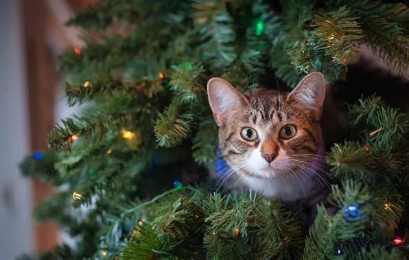 Picture cat, look, tree, muzzle