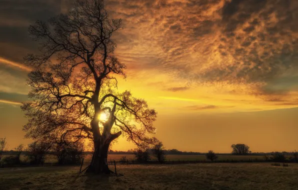 Picture field, autumn, sunset, tree