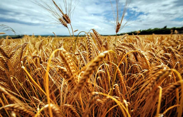 Picture wheat, field, ears