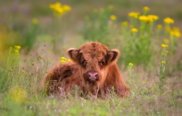 Picture grass, flowers, cow, red, lies, Scottish, calf, bull