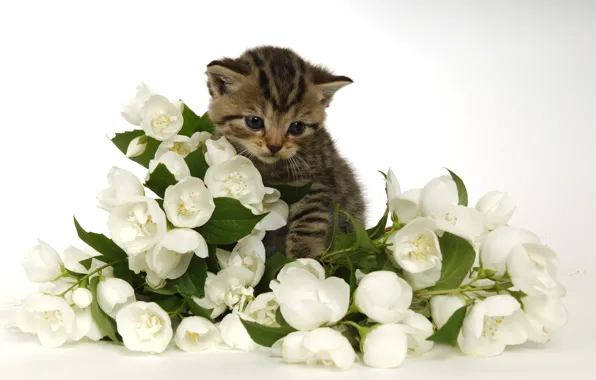 Picture cat, leaves, flowers, kitty, grey, bouquet, spring, baby, white background, white, flowering, tabby, mock orange