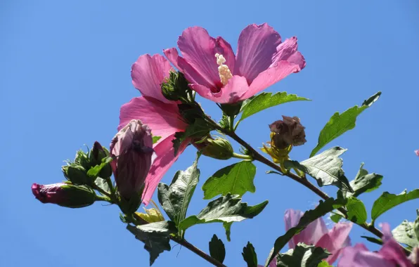 Picture hibiscus, Meduzanol ©, summer 2018