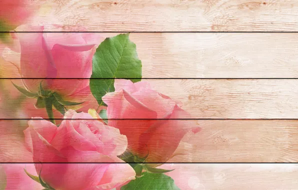 Picture Board, roses, postcard, template, blank