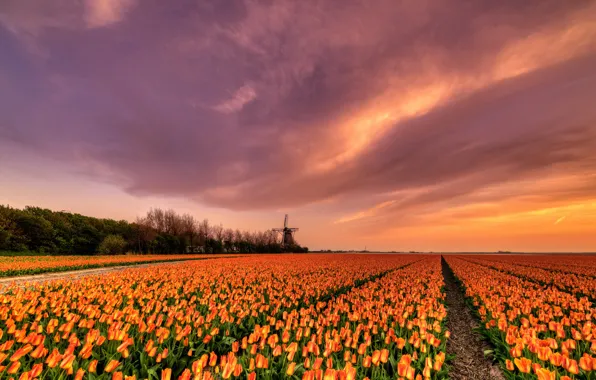 Picture field, the sky, clouds, light, trees, sunset, flowers, beauty, spring, the evening, horizon, mill, tulips, …