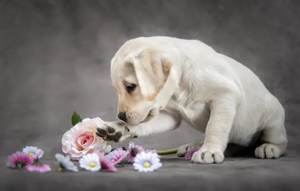 Picture flowers, animal, dog, puppy, cub, Labrador, Retriever