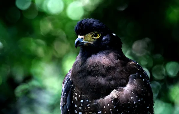 Picture look, bird, portrait, green background, hawk, predatory, bokeh