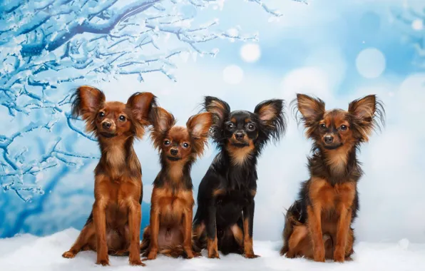 Picture dogs, snow, background, Quartet, Russian toy Terrier, Natalia Lays