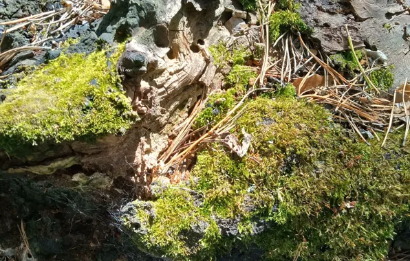 Picture birch, texture, moss grass