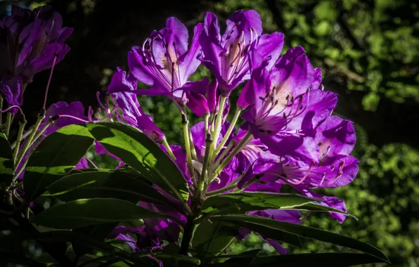 Picture purple, rhododendron, Azalea