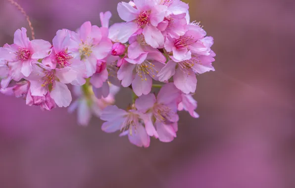Picture macro, cherry, background, branch, Sakura, flowering, flowers